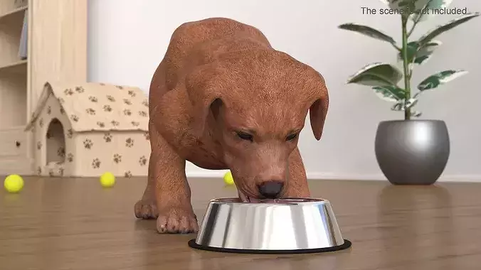 Brown Labrador Puppy Eating Dog Food 3D model 4
