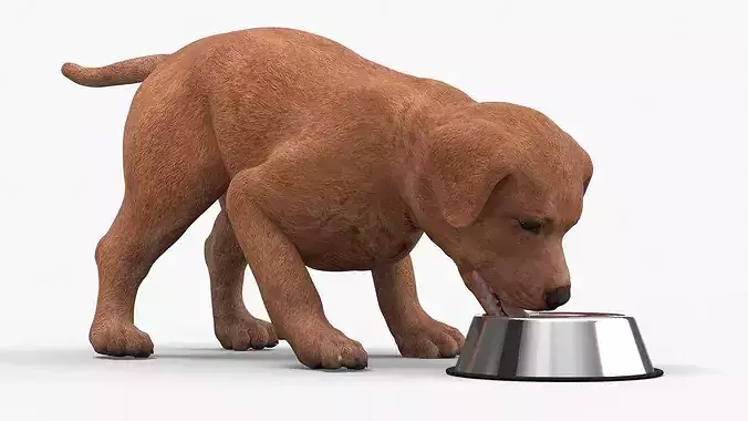 Brown Labrador Puppy Eating Dog Food 3D model