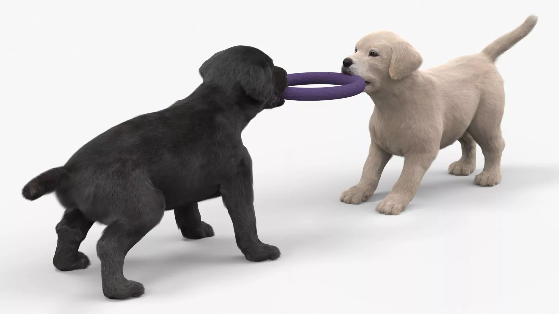 Labrador Puppies Playing with Dog Toy Fur 3D model
