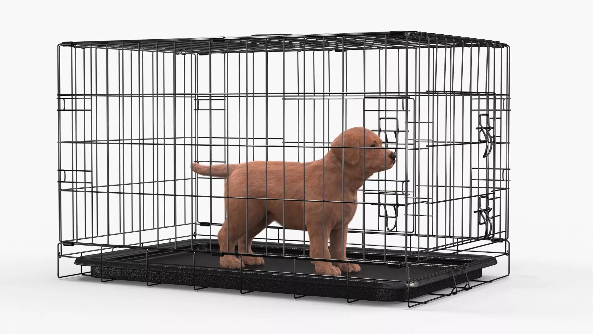 Brown Labrador Retriever Puppy in Cage Fur 3D model