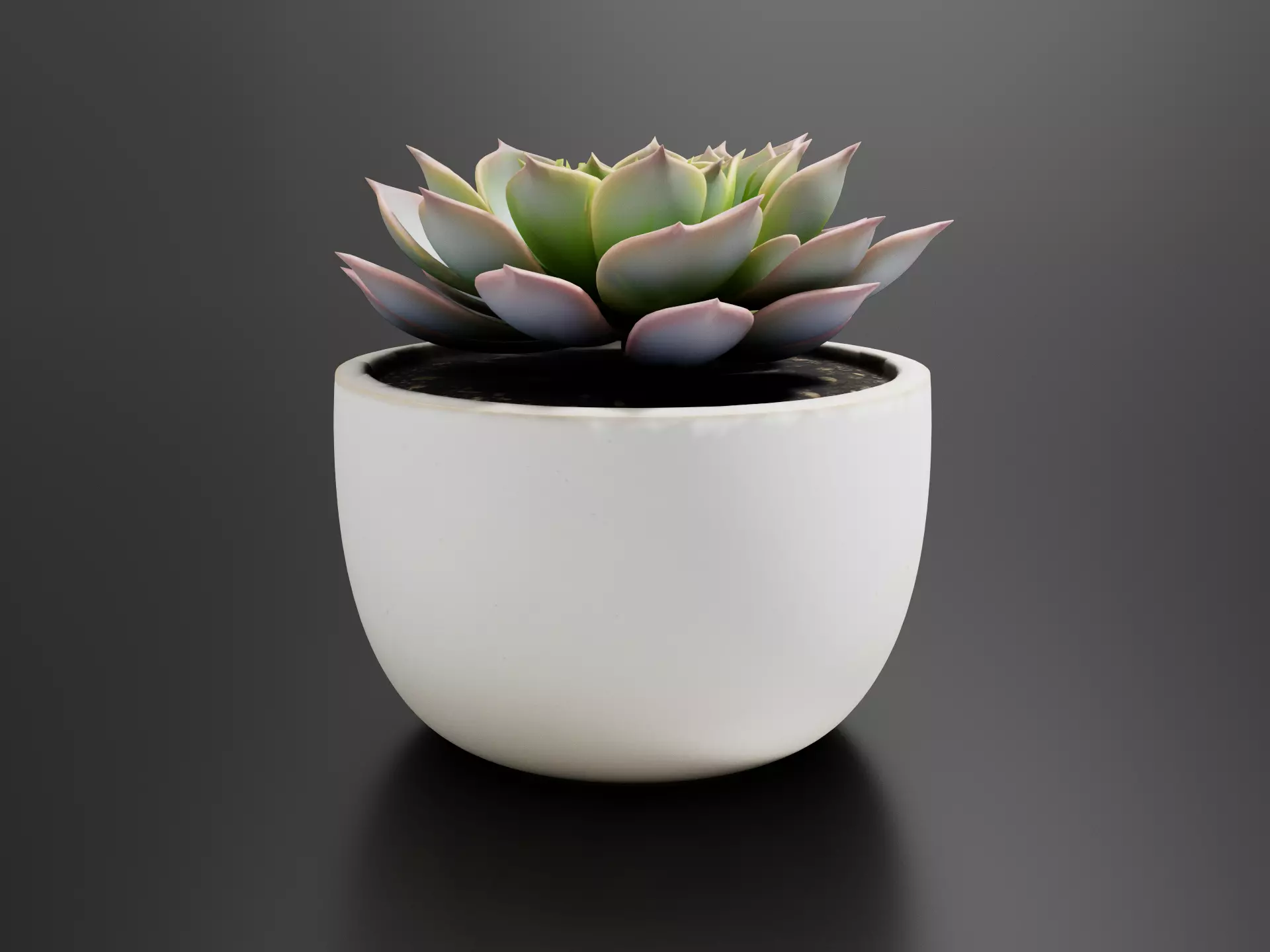 Echeveria Red Tips 3D print model
