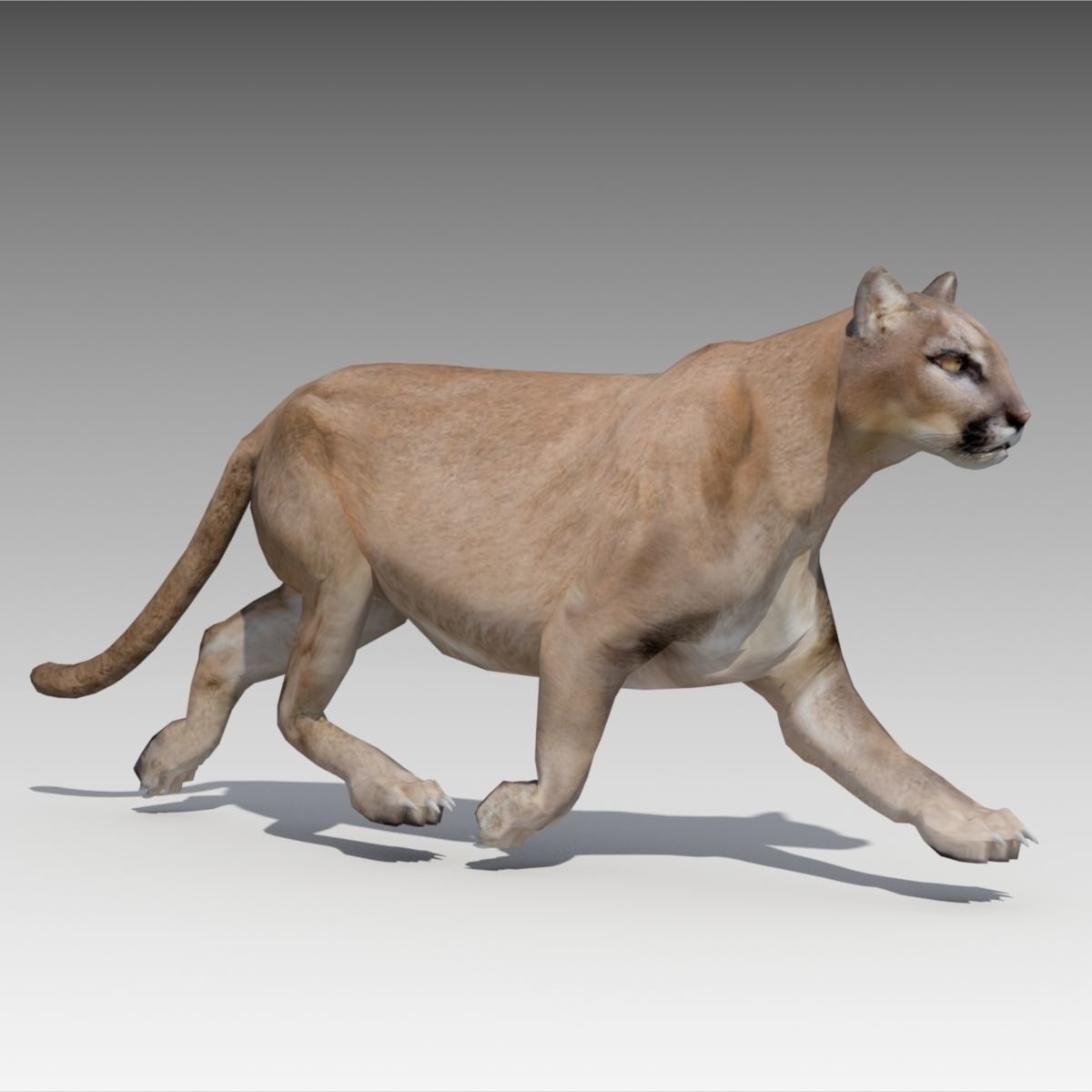 Cougar Animated Low-poly 3D model_5