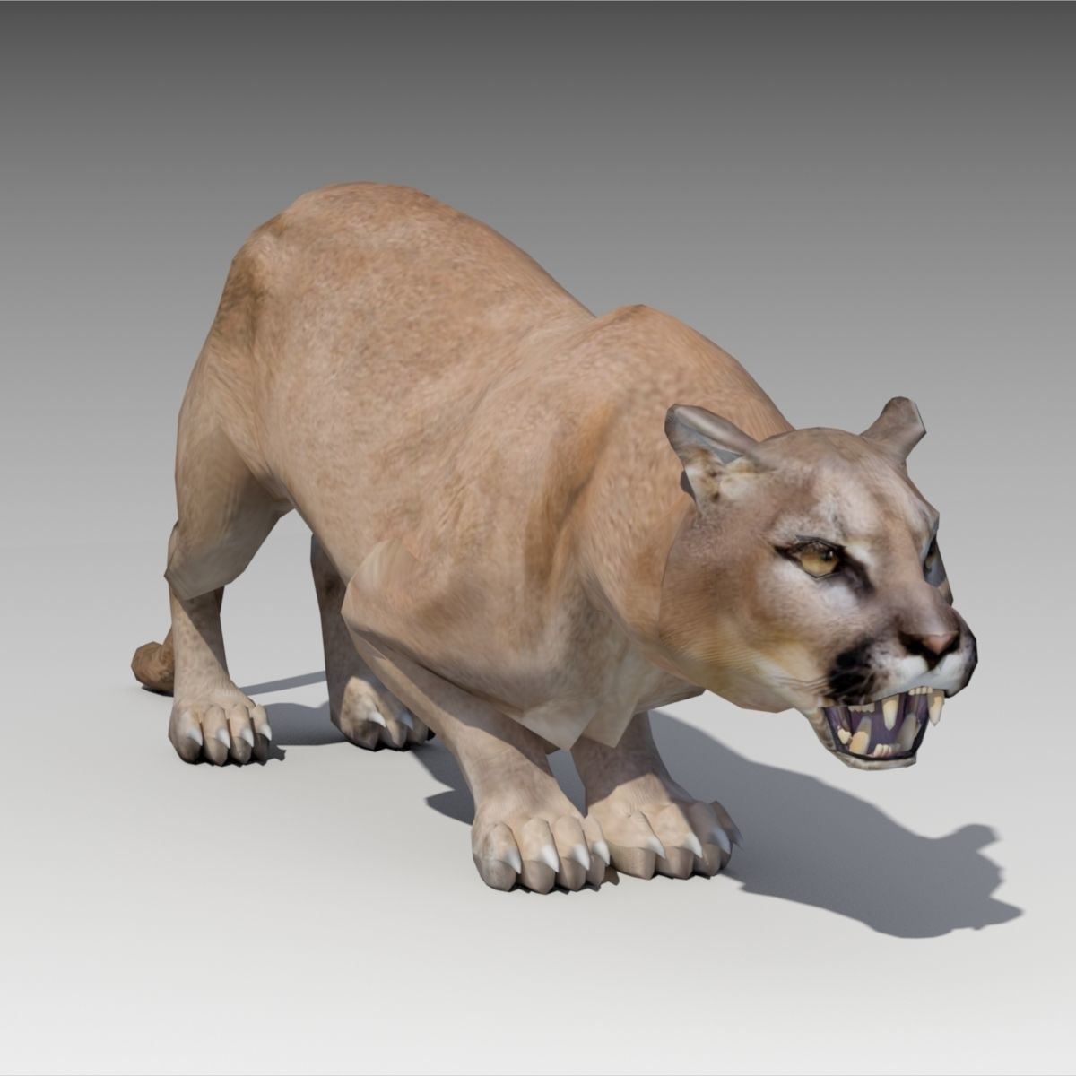 Cougar Animated Low-poly 3D model_6