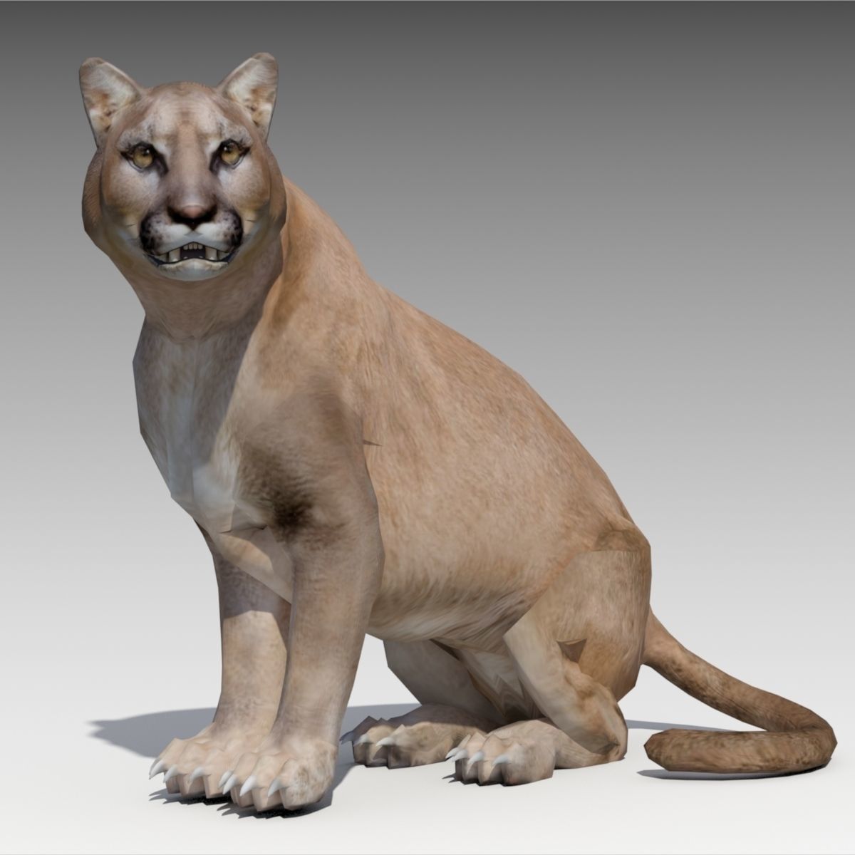 Cougar Animated Low-poly 3D model_3