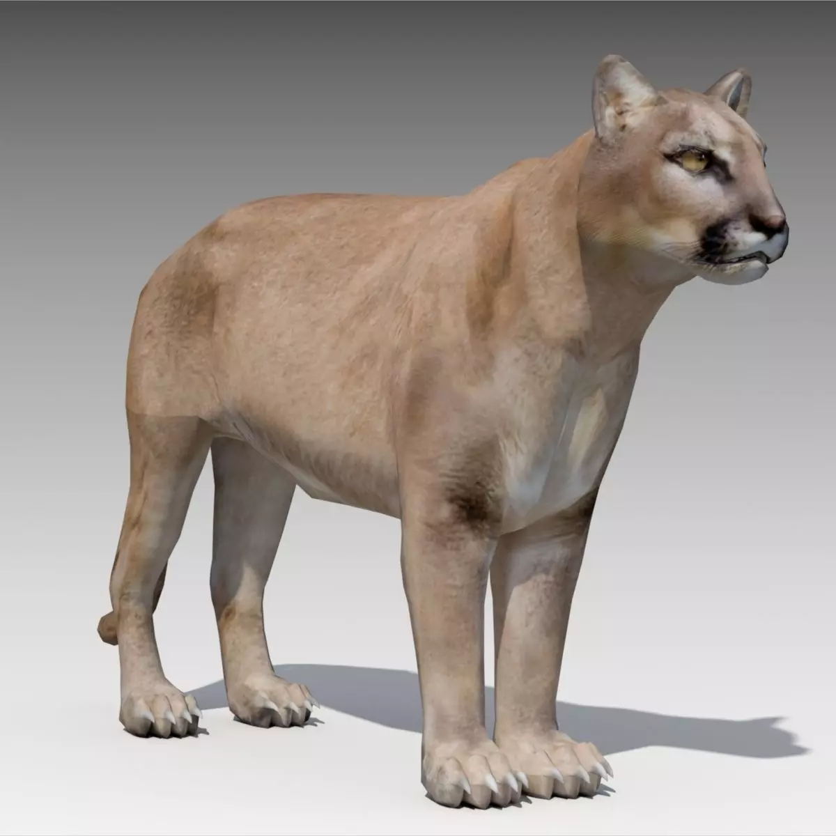 Cougar Animated Low-poly 3D model_0