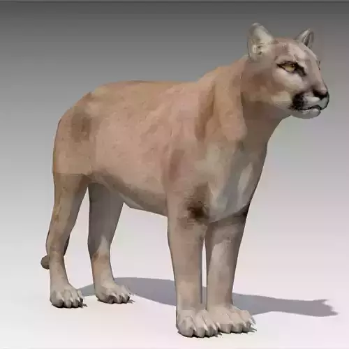 Cougar Animated Low-poly 3D model