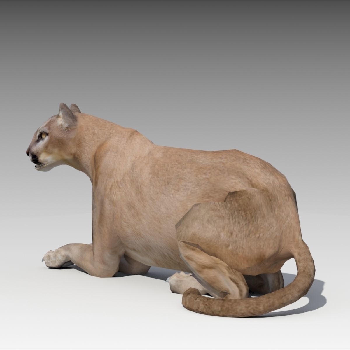 Cougar Animated Low-poly 3D model_4