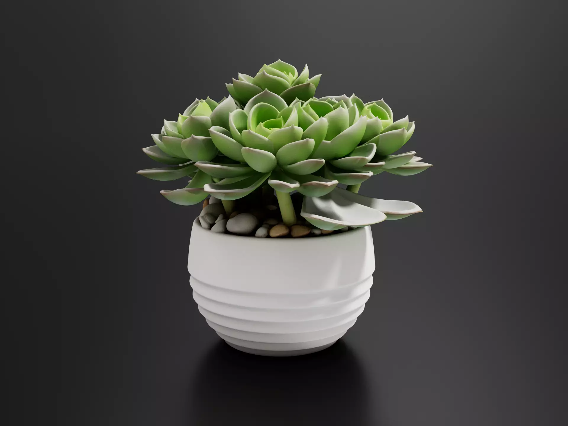 Fleshy Rosette Succulents 3D print model