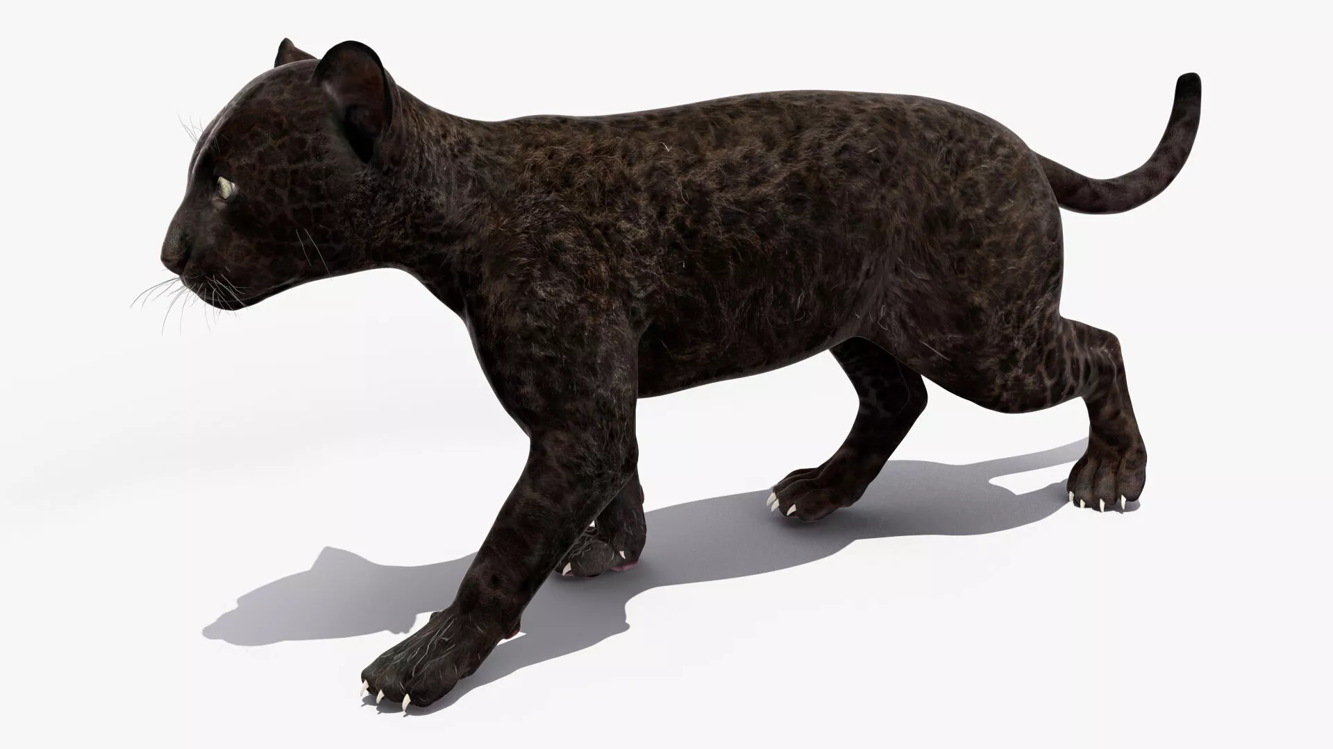 Panther Cub Playing Animated Rigged 3D model
