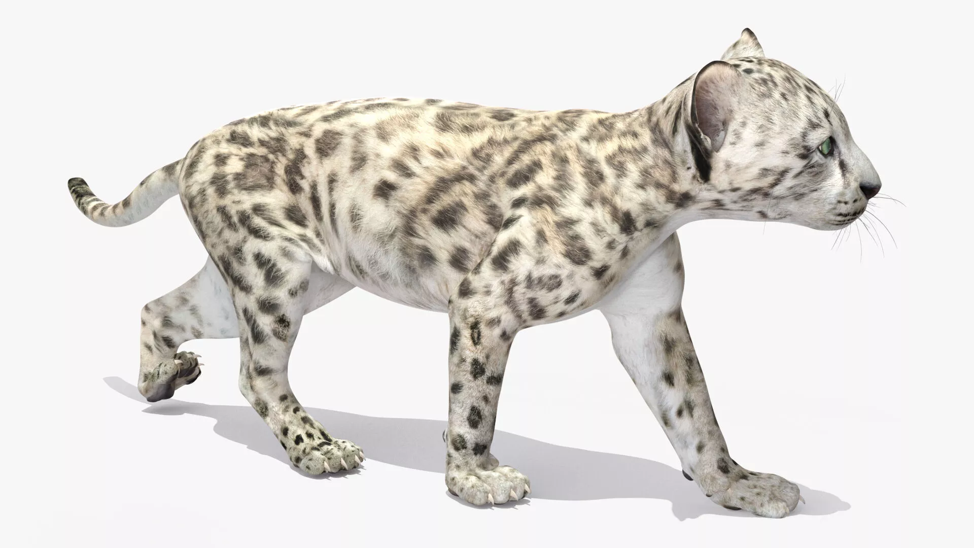Snow Leopard Cub Clawing Motion Animated Rigged 3D model
