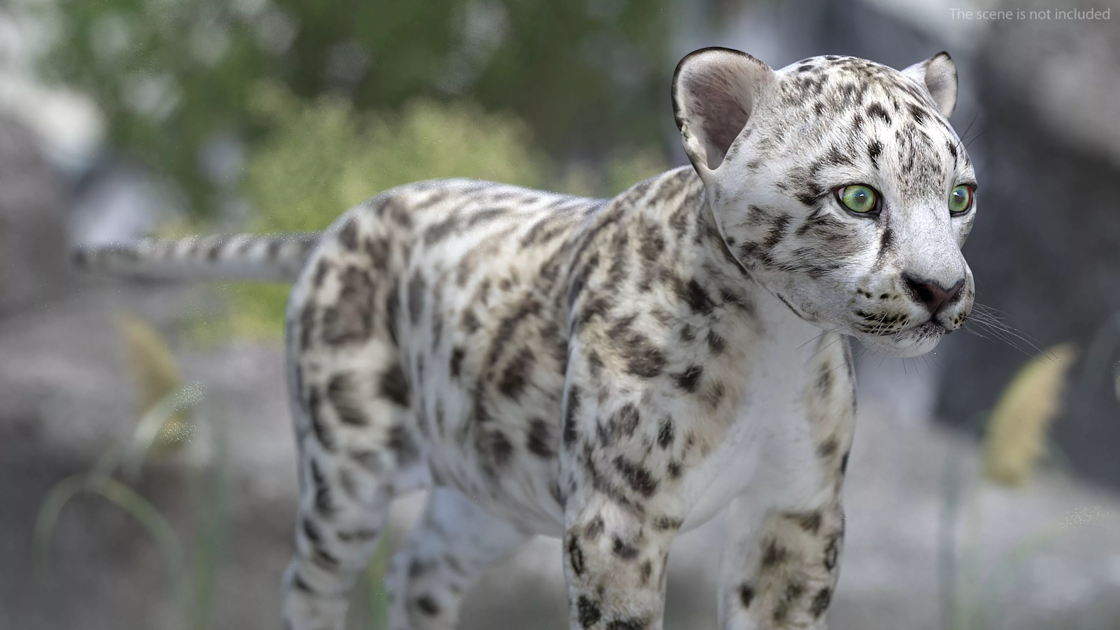 Snow Leopard Cub Playing Animated Rigged 3D model
