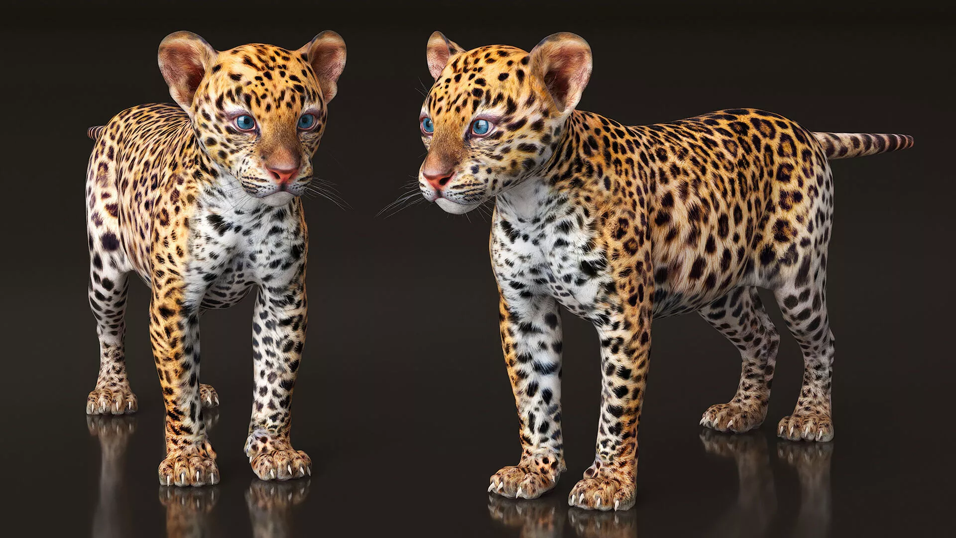 Leopard Cub Playing Animated Rigged 3D model
