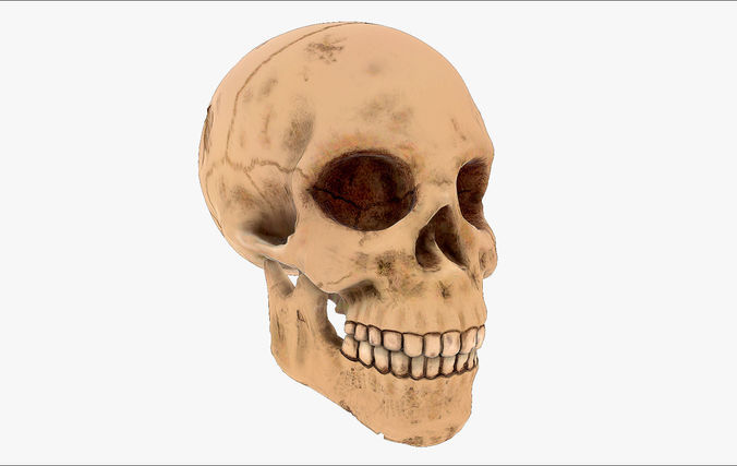Realistic Skull human Low-poly 3D model