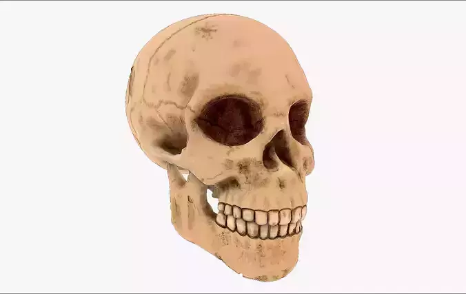 Realistic Skull human Low-poly 3D model