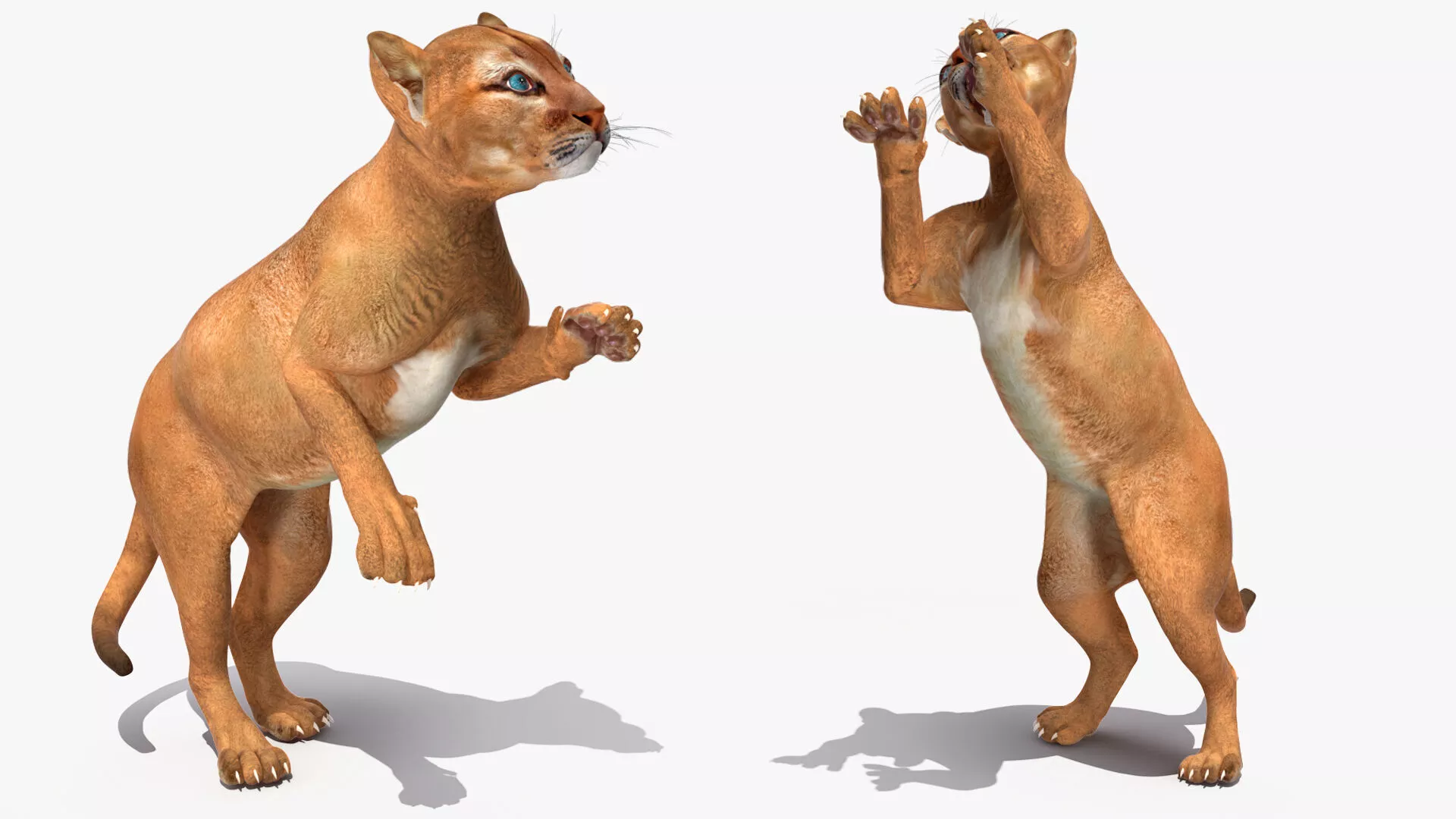 Puma Cub Clawing Motion Animated Rigged 3D model