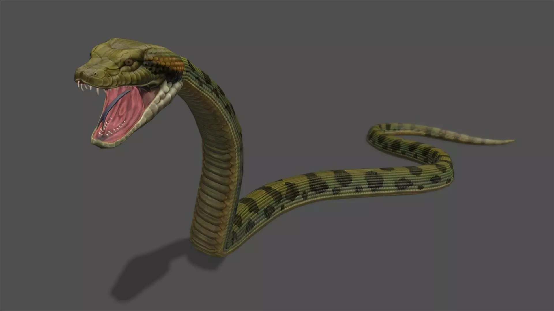 Anaconda Stylized Animated 3D Model Low-poly 3D model