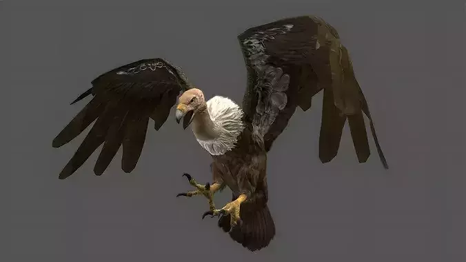 Buzzard Stylized Animated 3D Model