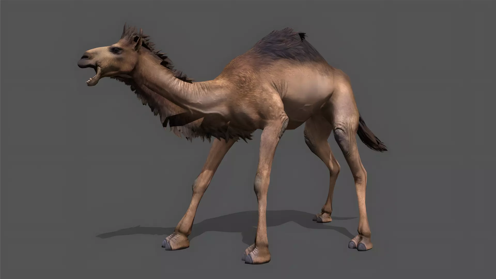 Camel Stylized Animated 3D Model Low-poly 3D model