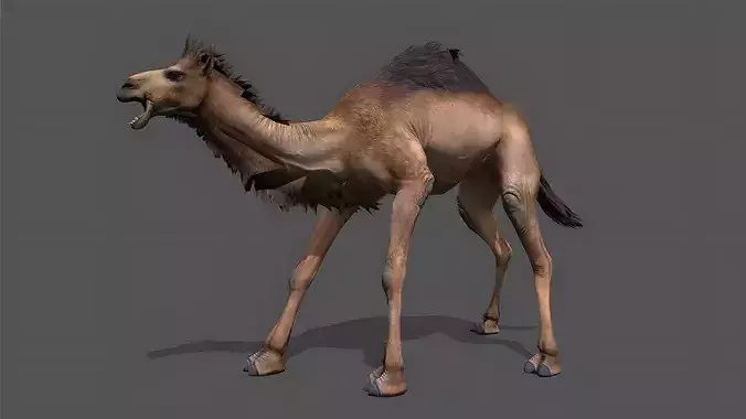 Camel Stylized Animated 3D Model