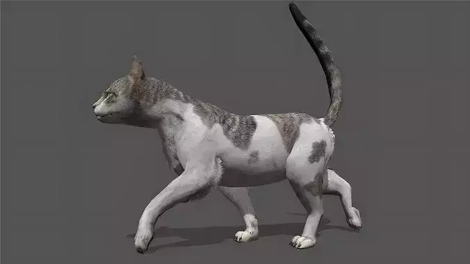 Cat Stylized Animated 3D Model