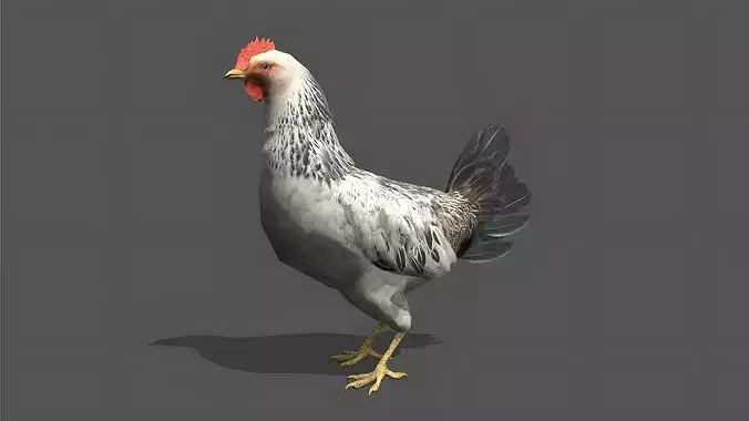 Chicken Stylized Animated 3D Model