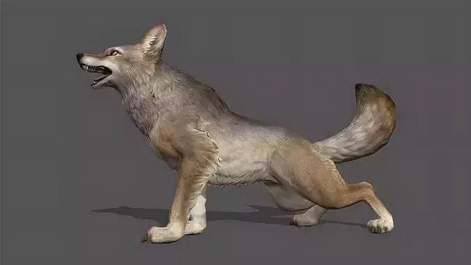 Coyote Stylized Animated 3D Model