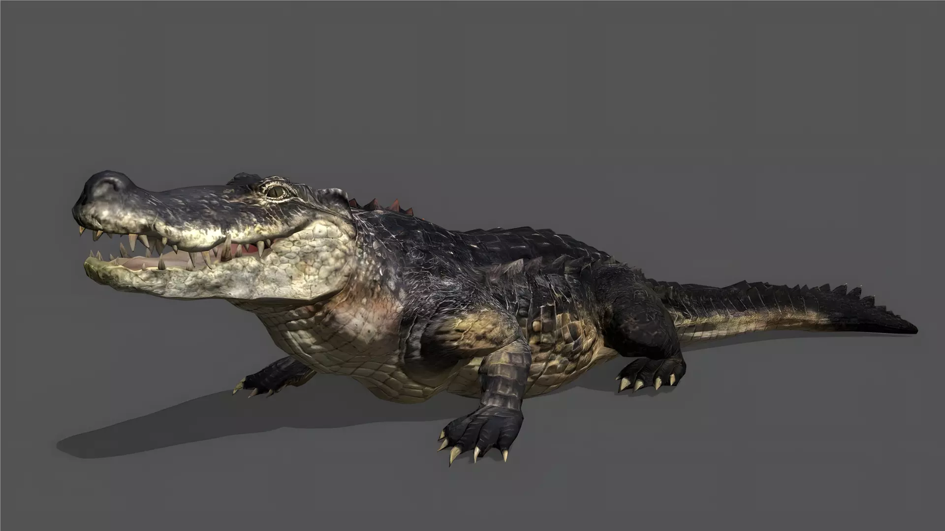 Crocodile Stylized Animated 3D Model Low-poly 3D model