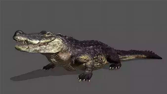Crocodile Stylized Animated 3D Model