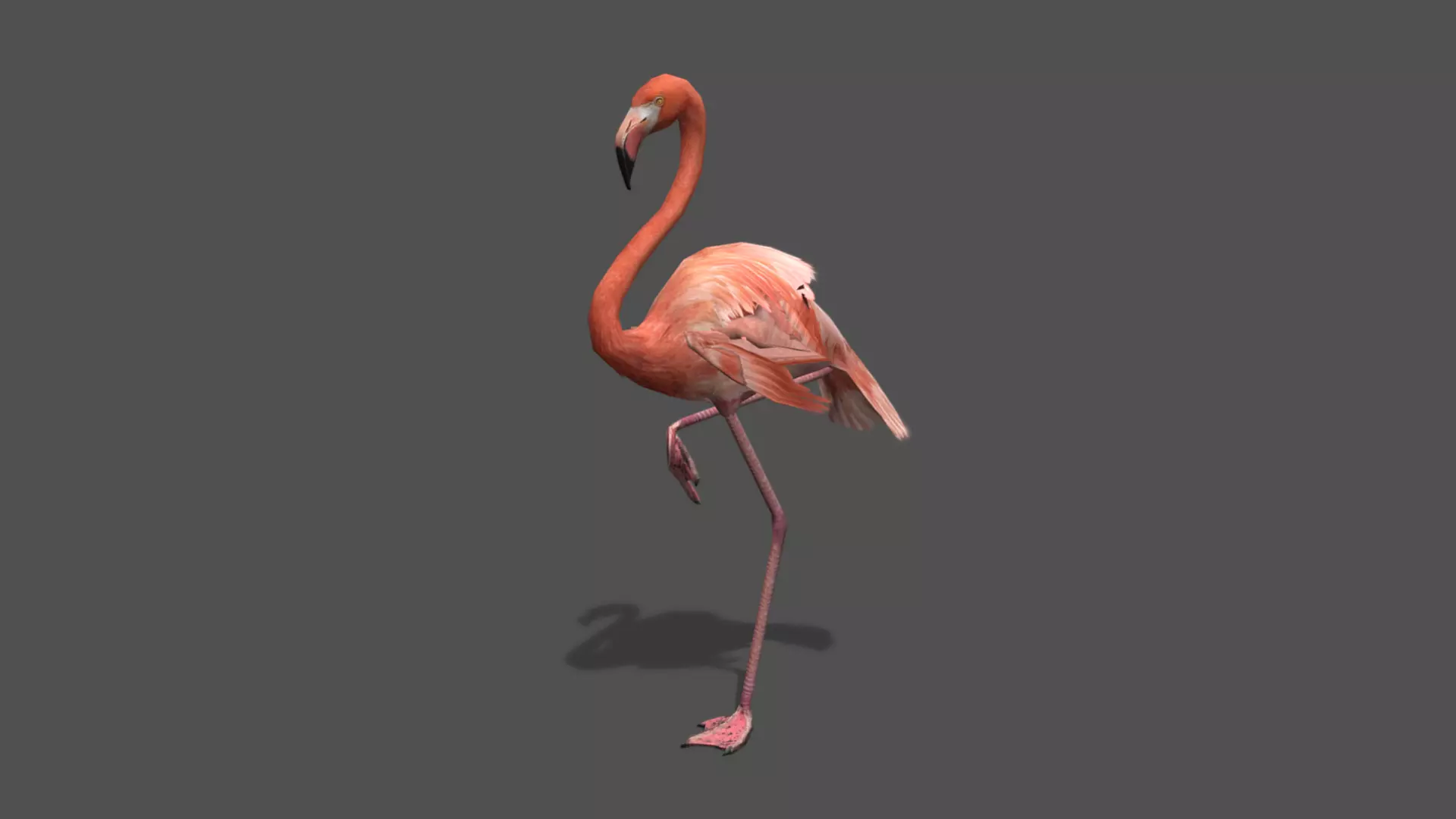 Flamingo Stylized Animated 3D Model Low-poly 3D model