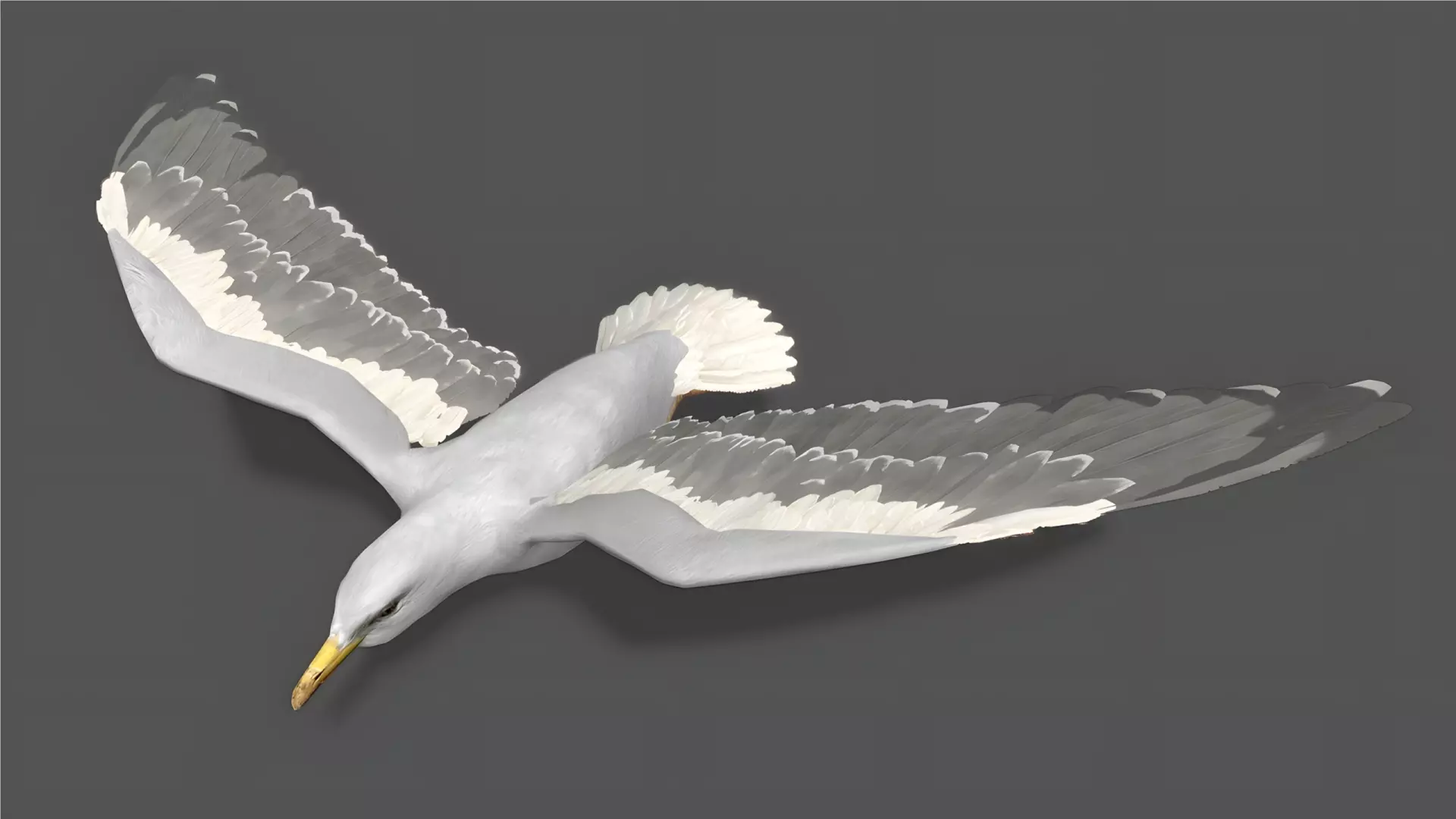 Seagull Stylized Animated 3D Model Low-poly 3D model