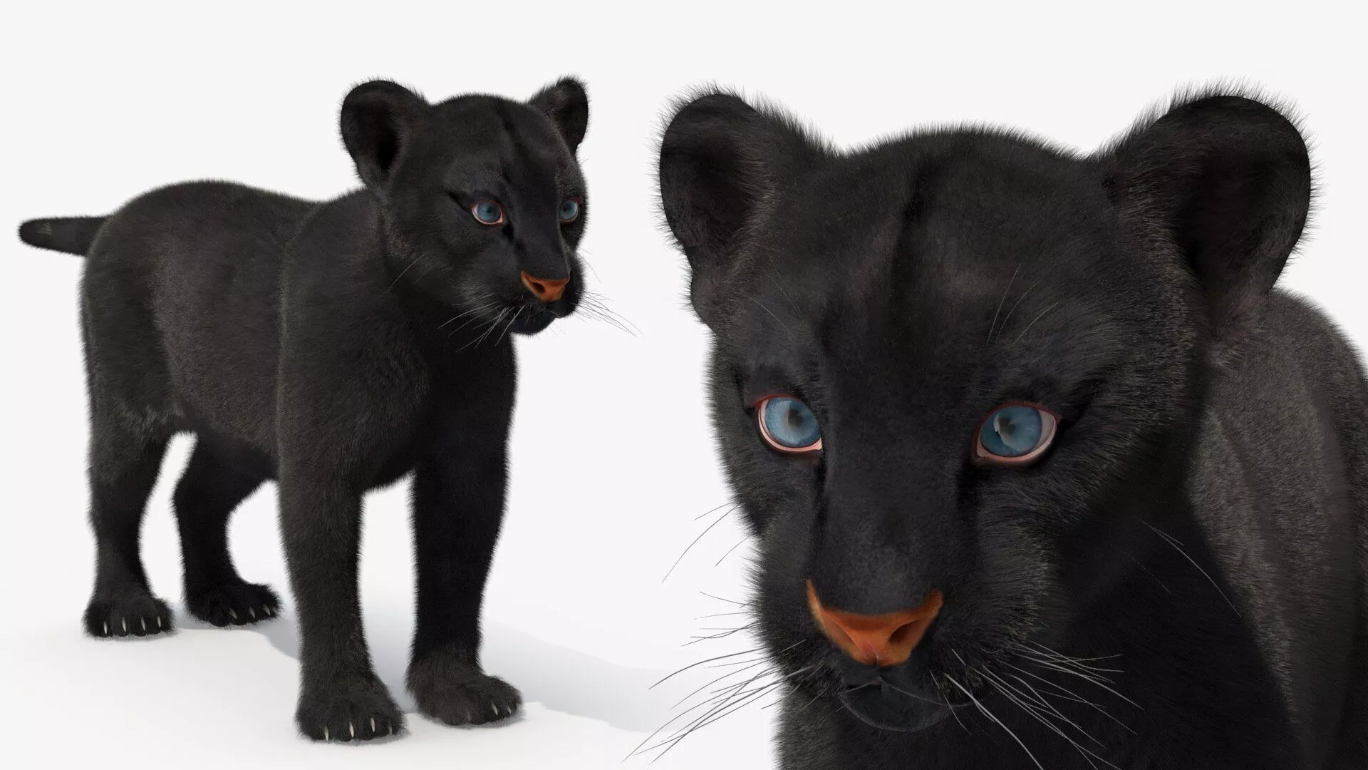 Black Panther Cub with Fur for Maya Rigged 3D model