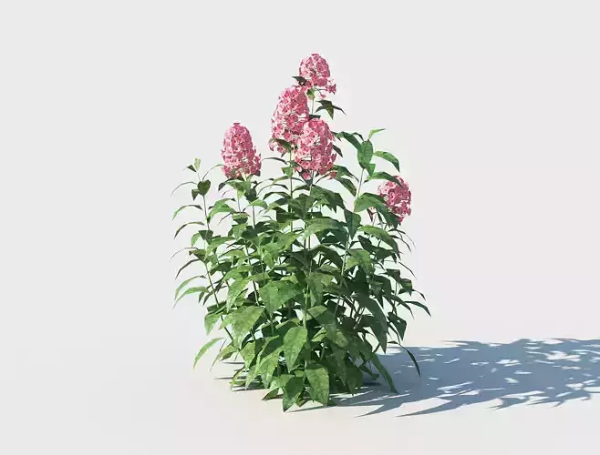 Phlox plant with flowers Low-poly 3D model