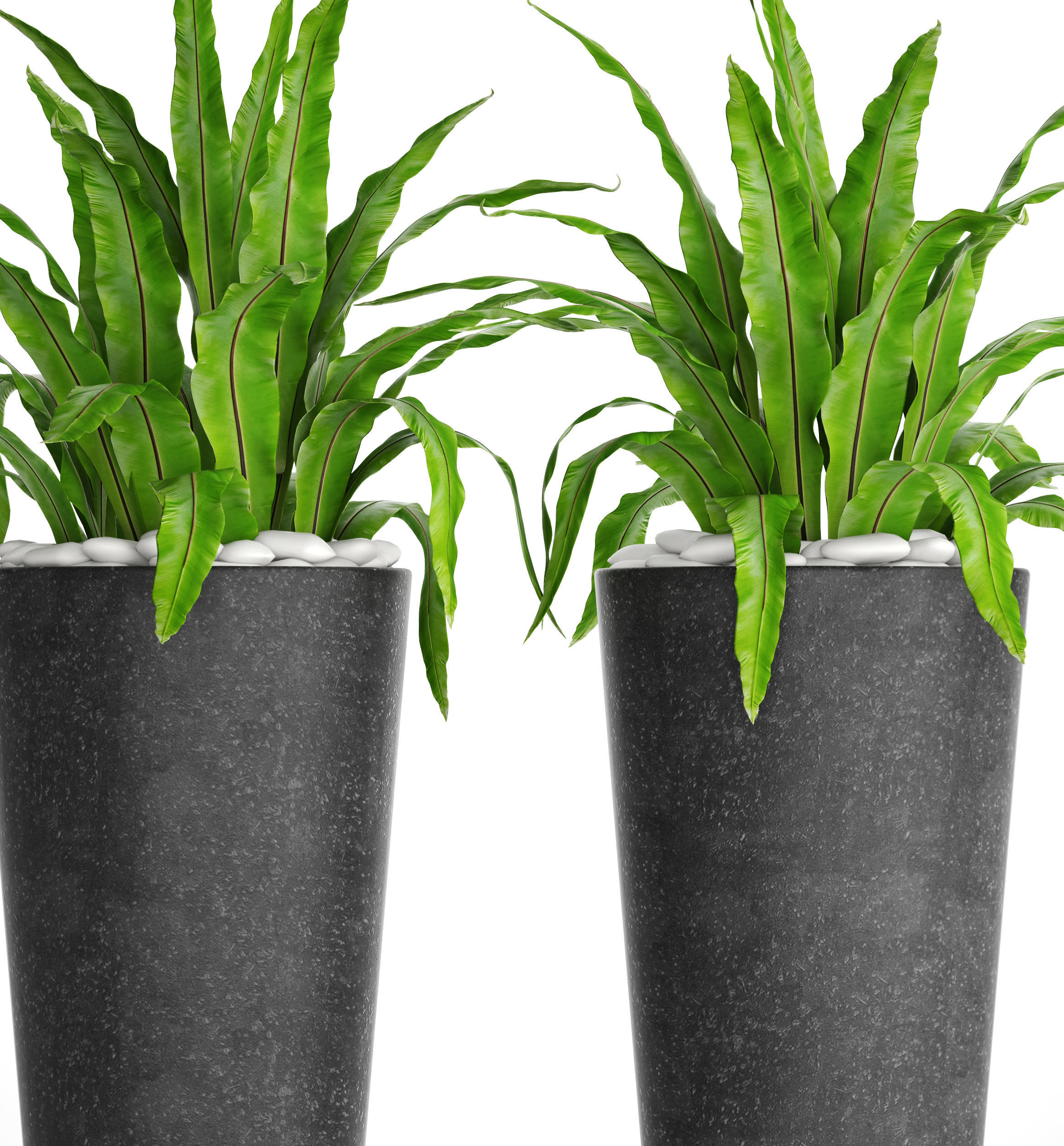 Asplenium nidus 3D model_5