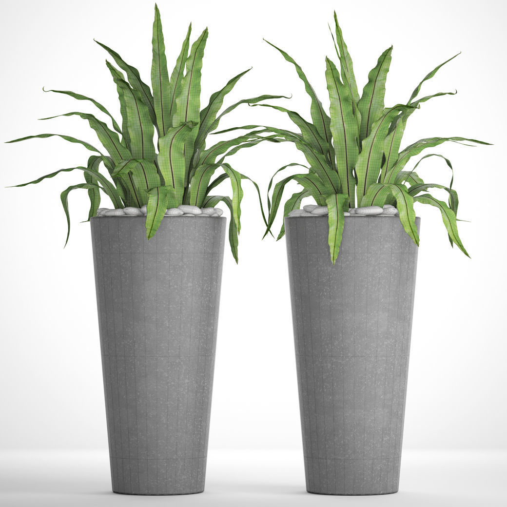 Asplenium nidus 3D model_3