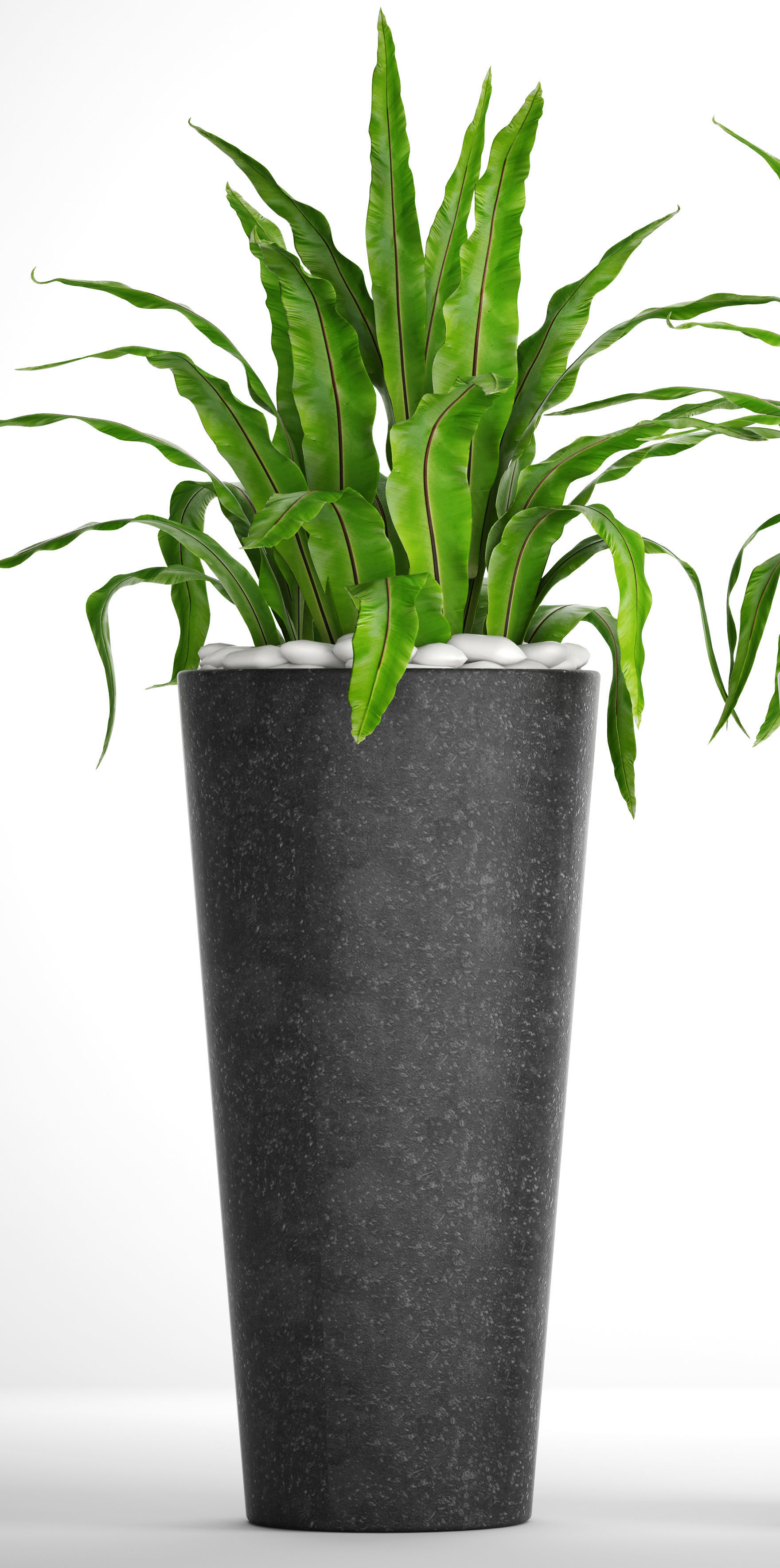 Asplenium nidus 3D model_4