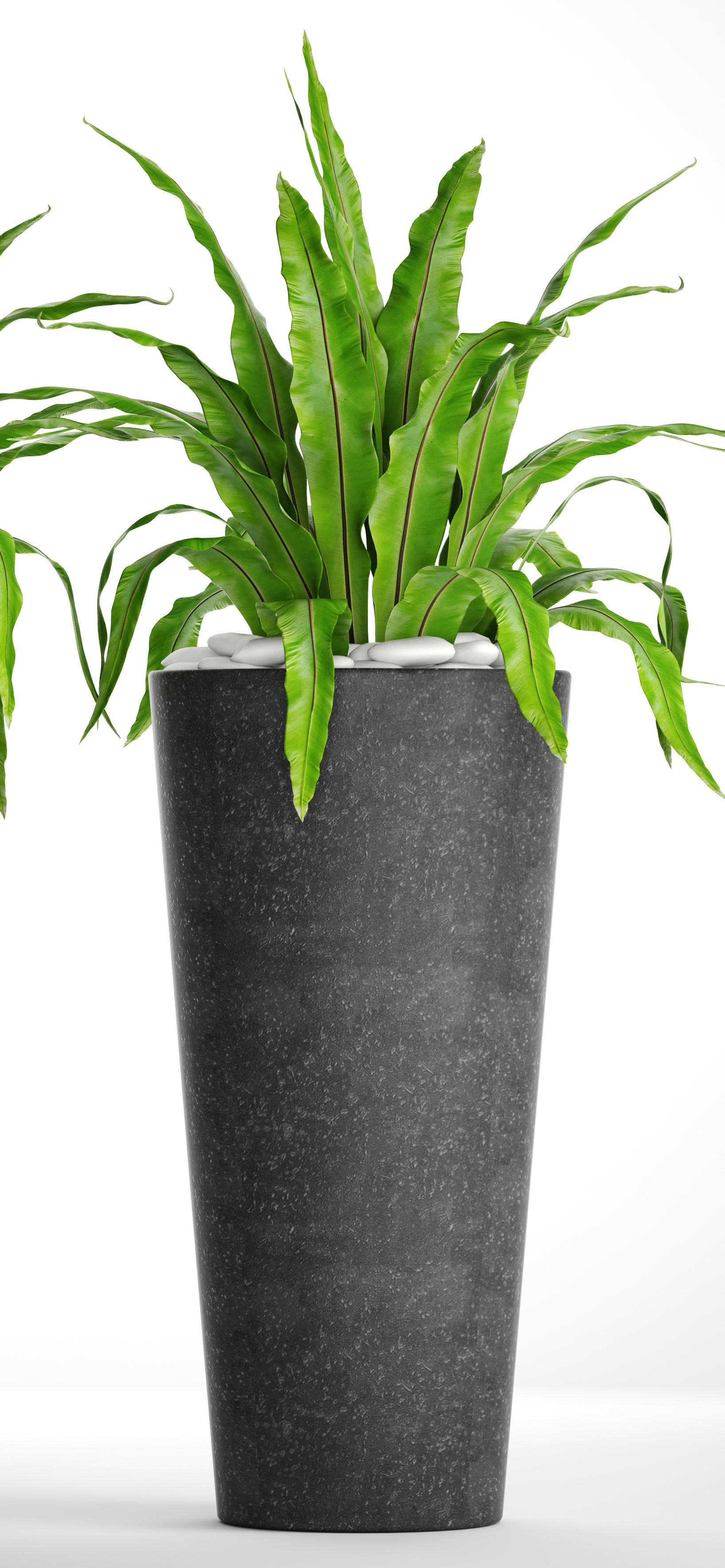 Asplenium nidus 3D model_1