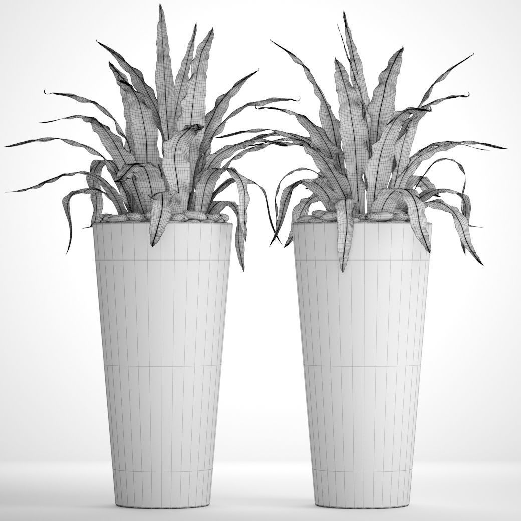 Asplenium nidus 3D model_6