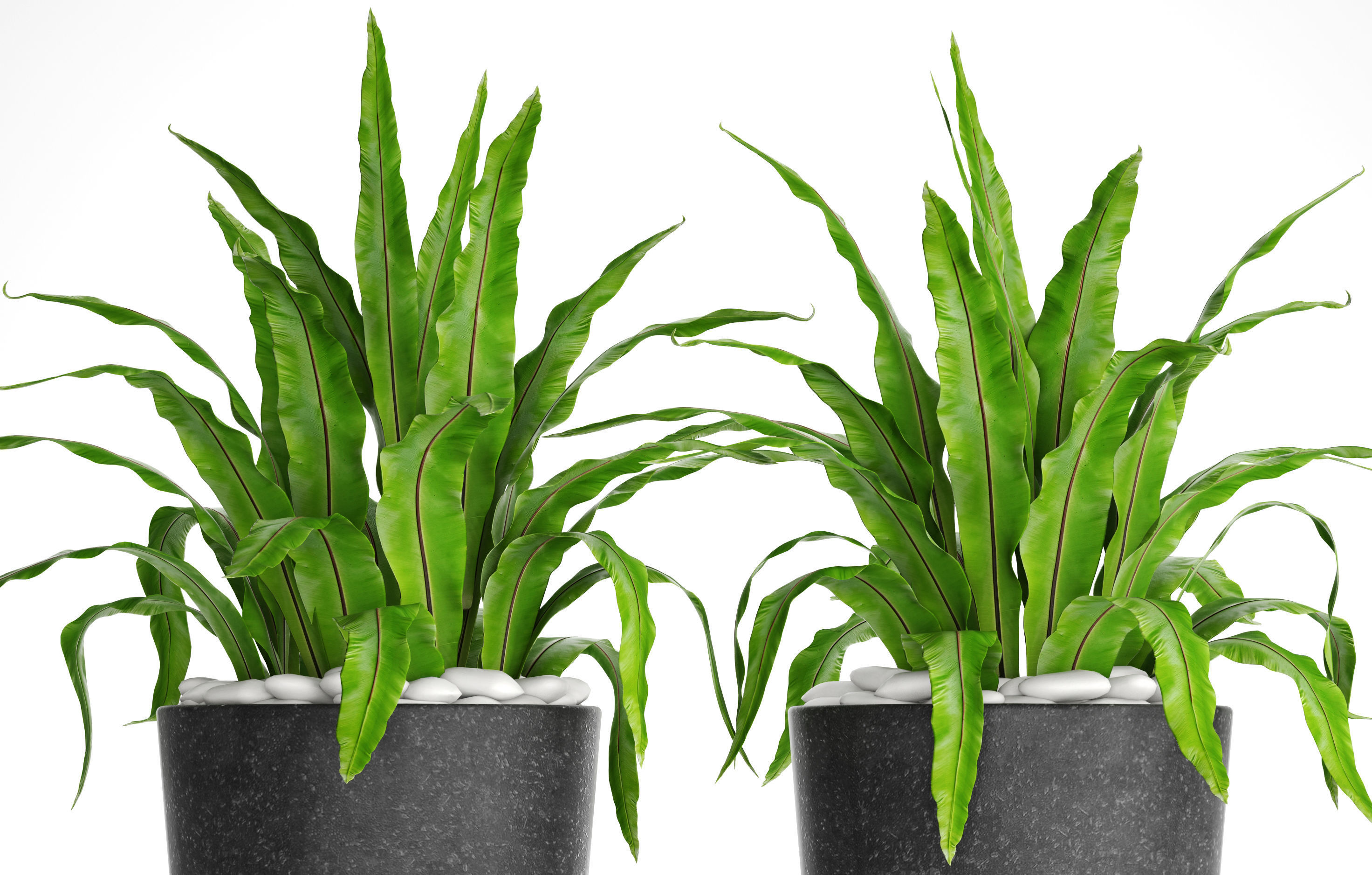 Asplenium nidus 3D model_9