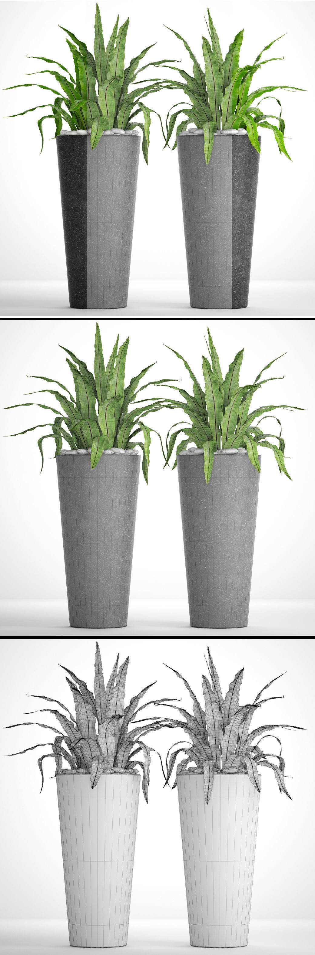 Asplenium nidus 3D model_7