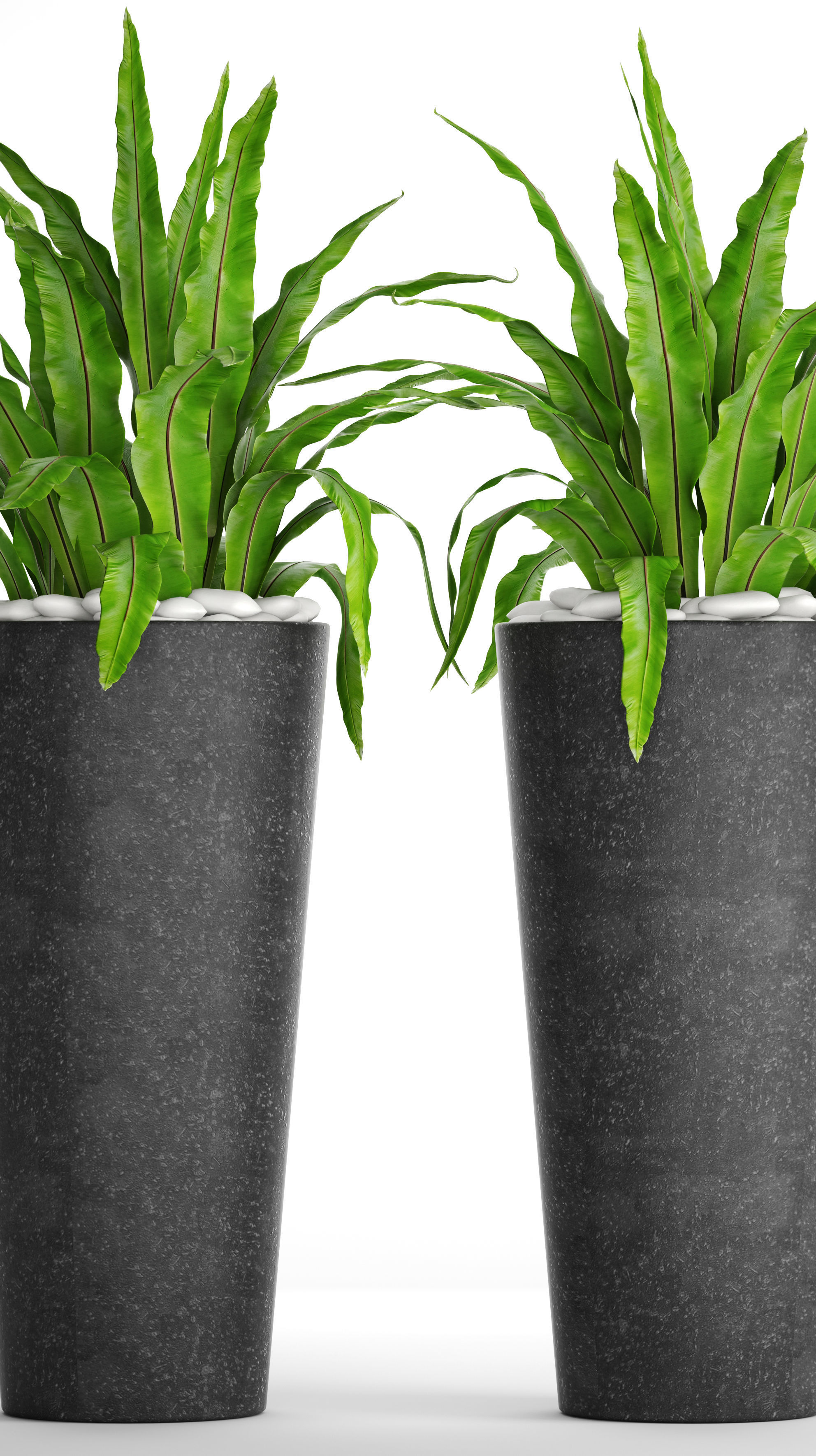 Asplenium nidus 3D model_8