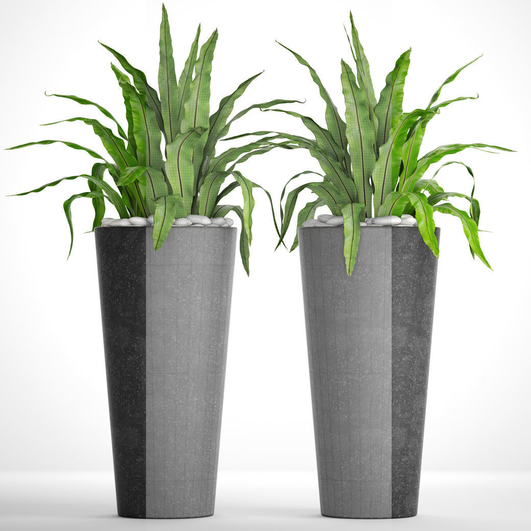 Asplenium nidus 3D model_2