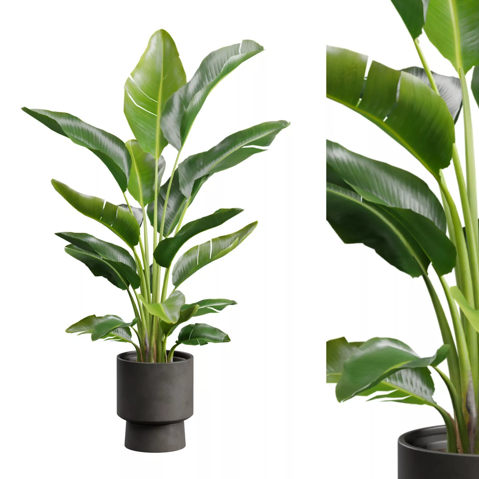Strelitzia Nicolai in Dark Planter 3D model