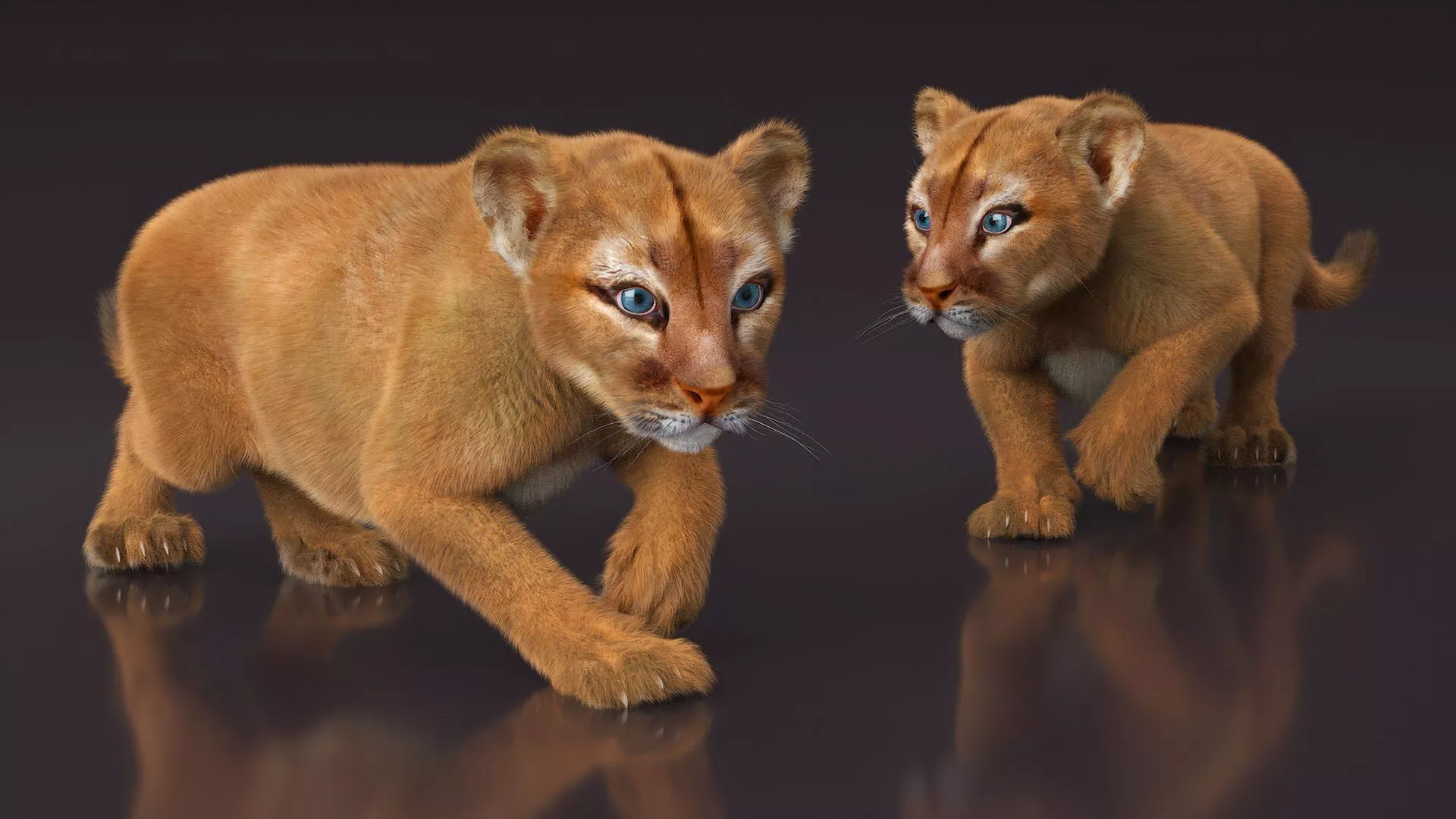 Puma Cub with Fur for Maya Rigged 3D model