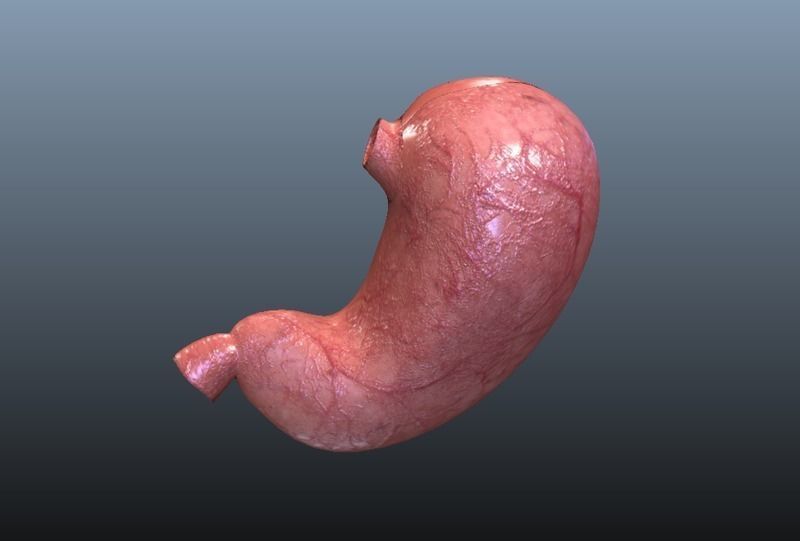 Cross Section Human Stomach Low-poly 3D model_5