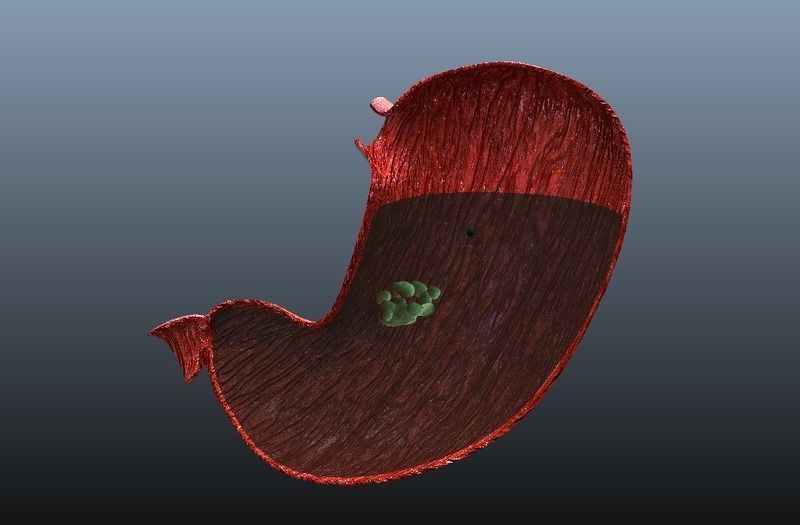 Cross Section Human Stomach Low-poly 3D model_7
