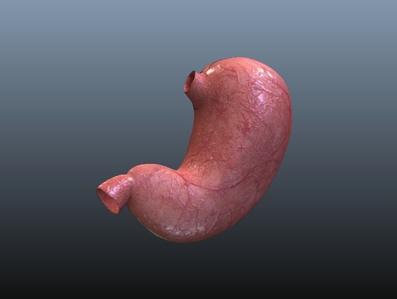 Cross Section Human Stomach Low-poly 3D model_6