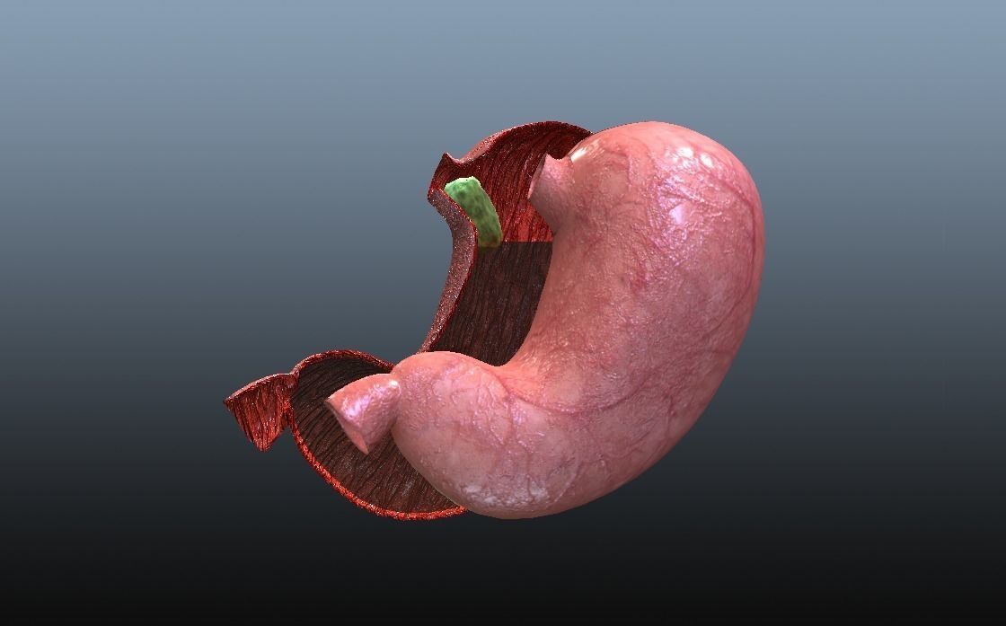 Cross Section Human Stomach Low-poly 3D model_2