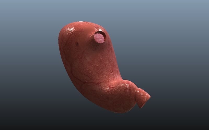 Cross Section Human Stomach Low-poly 3D model_3