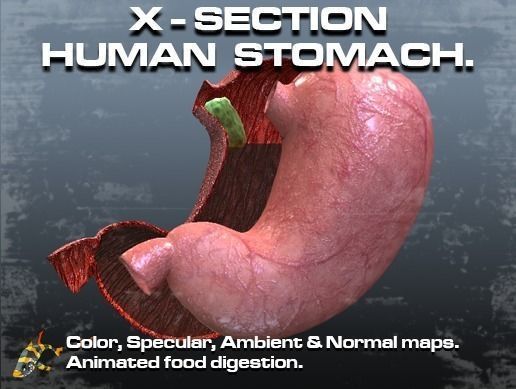 Cross Section Human Stomach Low-poly 3D model_0