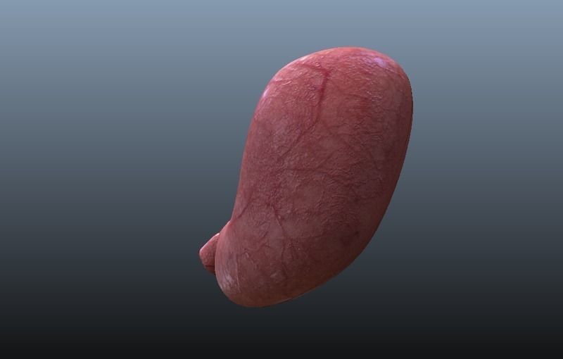 Cross Section Human Stomach Low-poly 3D model_4